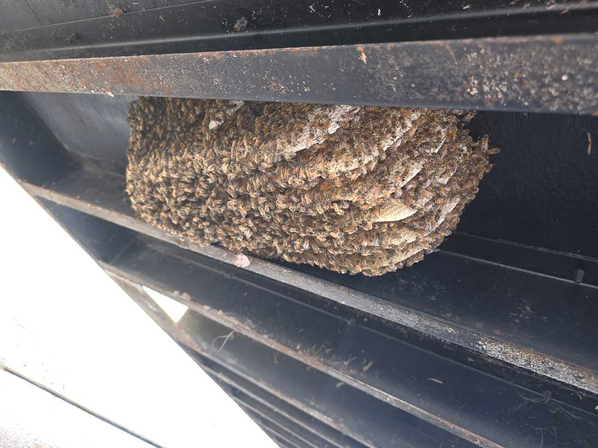 bees in roof